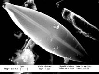 Navicula Cuspidata Image