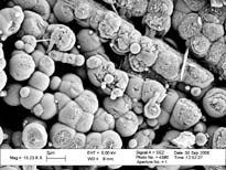 Silica Microspheres SEM image